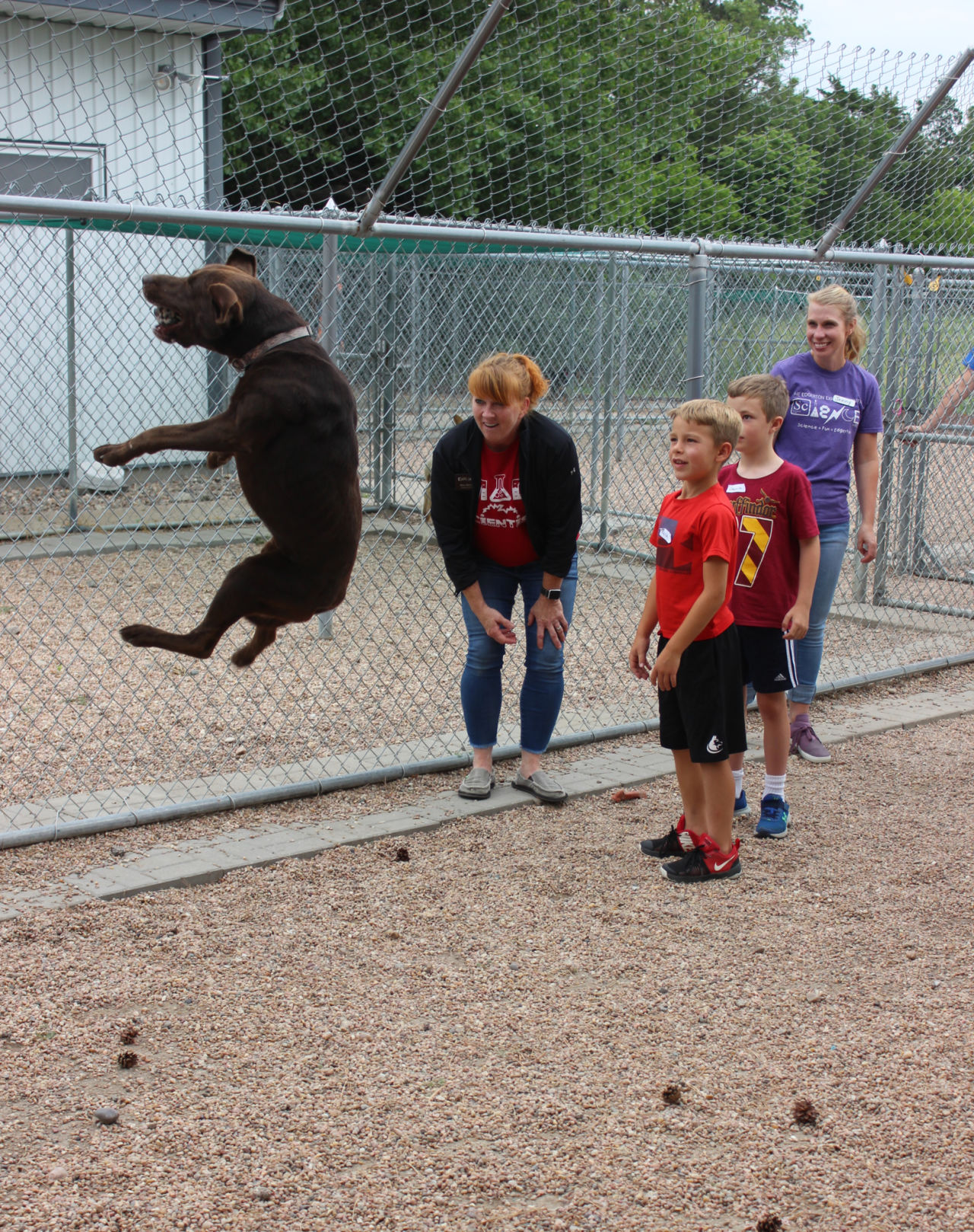 Dogs3.JPG